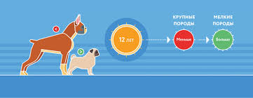 Skolko Let Sobake Po Chelovecheskim Merkam Sootnoshenie I Sravnenie Vozrasta Sobaki I Cheloveka Petstory