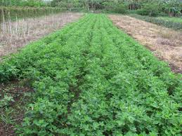 Image result for Arachis hypogaea