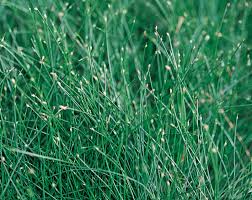 Image result for Isolepis