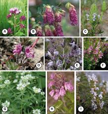 Image result for Solanum grossidentatum