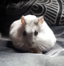 Neige Prend Son Gouter Ver De Farine Sur Le Lit De Maman Hamster Animaux Animalerie Nac Anima Hamster Animals