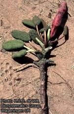 Image result for Musanga