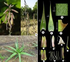 Image result for Asphodelaceae