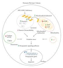 Assessment | biopsychology | comparative | cognitive | developmental | language | individual differences | personality | philosophy | social | methods | statistics | clinical | educational | industrial | professional items | world psychology |. Oxidative Stress A Pathogenic Mechanism For Niemann Pick Type C Disease