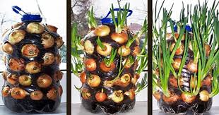 Let's see how to grow onions for salads and cooking. How To Grow Unlimited Spring Onions