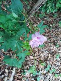Image result for Ipomoea mauritiana