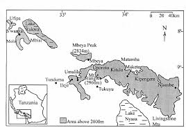 Image result for Satyrium chlorocorys