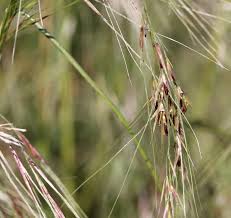 Image result for Digitaria pulchra