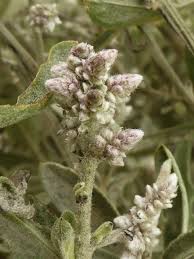 Image result for Aerva