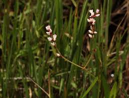 Image result for Persicaria strigosa