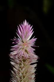 Image result for Celosia elegantissima