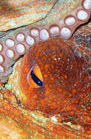 Octopus Close Up Octopus Photography Octopus Art Octopus