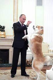 This breed is also found in kyrgyzstan, tajikistan, kazakhstan, afghanistan, uzbekistan and surrounding countries. Japanese Gift To Putin Sparks Akita Dog Boom In Russia Nippon Com