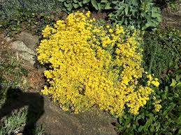 Image result for Aurinia