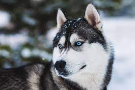 Laten we horen van zes hondenrassen die af en toe het gen met blauwe ogen krijgen:siberische huskywe zijn een van de weinige rassen met een gen dat prachtige blauwe ogen kan veroorzaken. 8 Hondenrassen Met Blauwe Ogen Hondenfun Nl