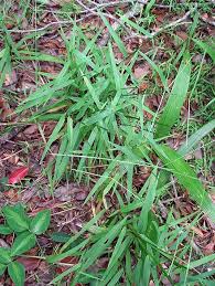 Image result for Paspalum conjugatum