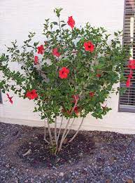 Click to see full answer Growing Hibiscus