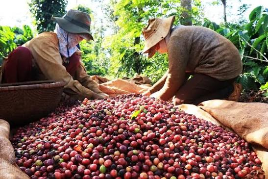 Vietnam's Robusta Coffee: A Global Game-Changer - RITA Beverage