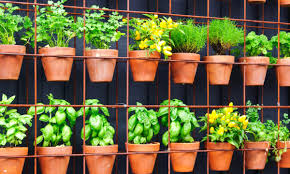 The broader the leaf the better they do indoors. 35 Vertical Herb Garden Ideas