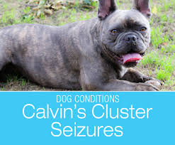 Also this suit only covers was involved in a class action where my previous employer had been illegally garnishing wages and the vw diesel gate settlement was quick and great for victims, but i think it had a lot to do with the fact. Senior Dog Cluster Seizures Calvin S Brain Tumor