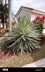 Image result for Yucca gloriosa