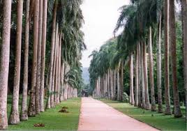 Der botanische garten von peradeniya ist ganz besonders schön. Reisebericht Rundreise Sri Lanka Teil5 Kandy Zahntempel Dalada Maligawa Palastmuseum Hindutempel Sri Selva Vanyager Kovil Tuk Tuk Threewheeler