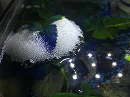 The wonderful thing about betta fish, is that you can create many different types and colors of betta, simply by cross breeding two different characteristics. I Know I Posted My Bettas Bubble Nest The Other Day But Holy Cow Has It Grown This Is His Biggest One Yet Bettafish