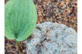 Image result for Eriospermaceae