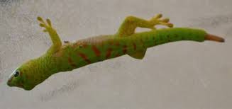 Baby Crimson Madagascar Giant Day Geckos W Minor Nicks For Sale