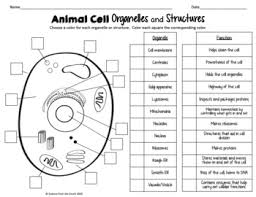 The organelle usually contains a membrane which helps create a compartment where certain cellular activities can occur without interference from other elements in a cell. Plant And Animal Cell Organelles And Structures Worksheets Tpt