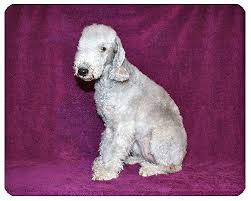 Adopt Gypsie Adopted On Petfinder Dog Adoption Dogs Terrier Dogs