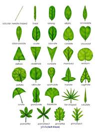 F8cea13464357d134bd89a9a56099ea1 Jpg 550 766 Botany Plant Classification Plants