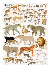 This Wall Chart Shows Every Species In The Cat Kingdom Cat Species Big Cats Art Cat Shedding
