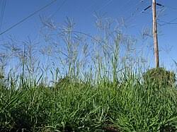 Image result for Digitaria remotigluma