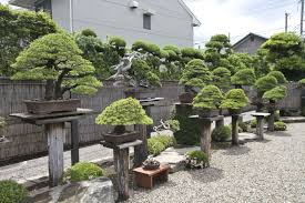 Pin By Tulin Yunt On Bonzai Agaclar Bonsai Garden Outdoor Bonsai Tree Bonsai Tree