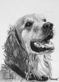 Wet Smiling Golden Retriever Shane Drawing By Kate Sumners Dog Portraits Painting Dog Drawing Golden Retriever Drawing