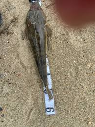 吉崎 海岸 釣果