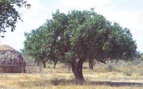 Image result for Dobera