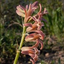 Image result for Dipcadi