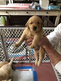 Their akc golden retrievers are show champions who trace their lineage to finland, netherlands, and great britain. Golden Retriever Puppies For Sale In Wilmington North Carolina