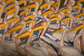 May 14, 2021 · steph curry, draymond green and andrew wiggins are out tonight against the pelicans, per source. Pelicans Take A Break In Turkey S Manyas During Migration From Africa Daily Sabah