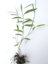 Image result for Microstegium