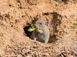 Wuhlmause Vertreiben 7 Wirksame Hausmittel Gegen Schermause Mit Bildern Wuhlmaus Vertreiben Schadlinge Im Garten Pflanzen