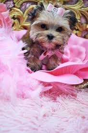 Maybe you would like to learn more about one of these? Morkie Teacup Morkie Morkie Puppies For Sale Maltipoo Malshi Teacup Designer Puppies