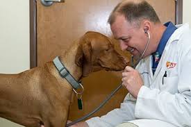 We did not find results for: Fear Free Veterinary Care In Gilbert Az Priority Pet Hospital