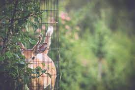 One of the keys to pest control is to understand the conditions that cause them to thrive along with their life cycle. Organic Pest Control For Vegetable Gardens Kellogg Garden Organics