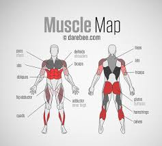 However, the muscle names often reflect something about their action, their shape, or their sometimes the locations of muscles's origins or insertions are incorporated into their names. Difference Between Jumping Jacks And Ts The Hive