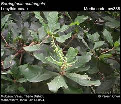 Image result for Lecythidaceae