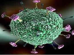 Learn about nipah virus infection (niv), a zoonotic disease that pigs and fruit bats can transmit to humans. Nipha Virus Nipah Virus Outbreak 10 Things About The Disease That Has Claimed Lives In Kerala