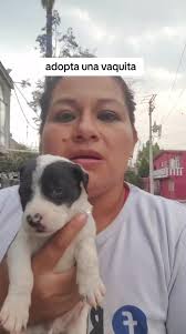 Videos de rescate de perros guapos 😚 (@rescatedeperrosguapos) con “sonido  original